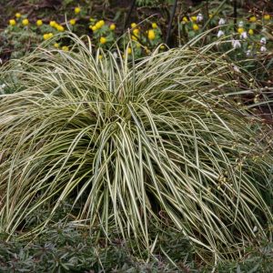 Carex oshimensis 'Evergold'