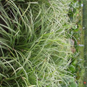 Carex foliosissima 'Ice Dance'