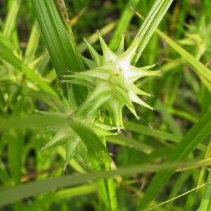 Carex grayi