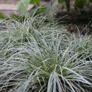 Carex conica 'Snowline'