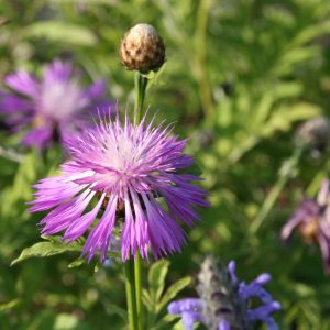 Centaurea dealbata
