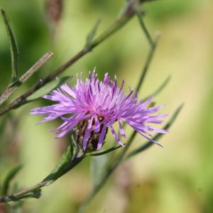 Centaurea jacea