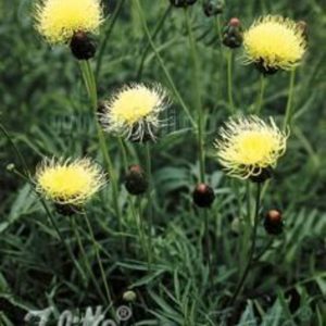Centaurea ruthenica