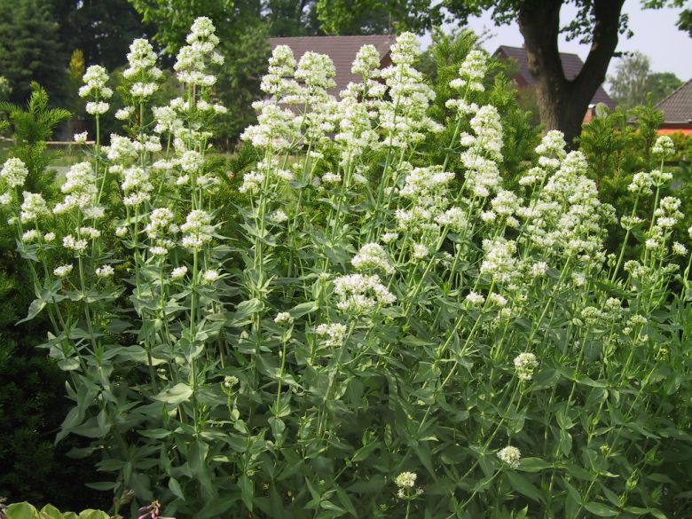 Centranthus ruber 'Albus'