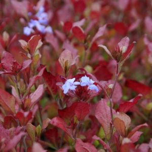 Ceratostigma plumbaginoides