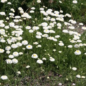 Chamaemelum nobile 'Plena'