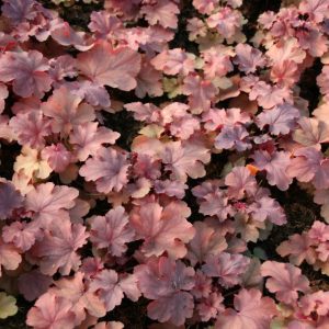 Heuchera micrantha 'Cherry Cola' (S)