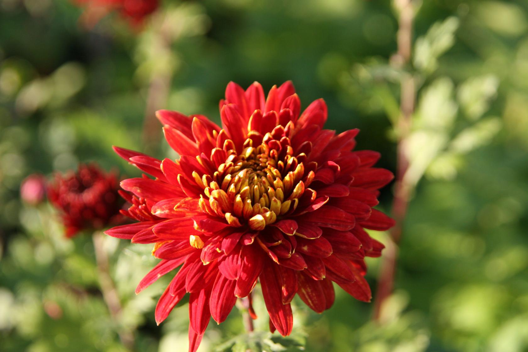 Chrysanthemum x hort. 'Brennpunkt'