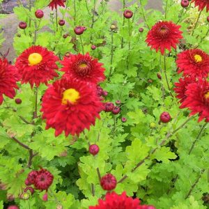 Chrysanthemum x hort. 'Fellbacher Wein'