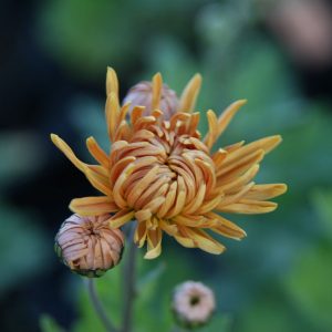 Chrysanthemum x hort. 'Kl.Bernstein'