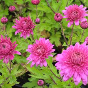 Chrysanthemum x hort. 'Schweizerland'