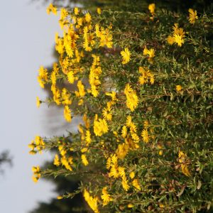 Chrysopsis speciosa 'Golden Sunshine' (Heterocea)