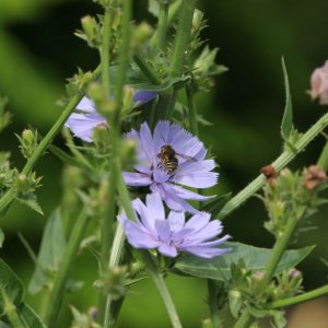 Cichorium intybus