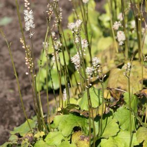 Actaea japonica 'Cheju-do' (Cimicifuga)