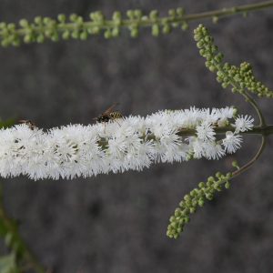 Actaea simplex (ramosa)