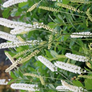 Actaea simplex White Pearl' (Cimicifuga)