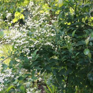 Clematis jouiniana 'Praecox'