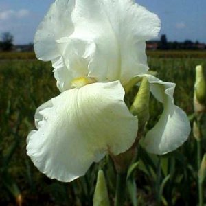 Iris x barbata elatior 'Cliffs of Dover'