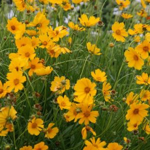 Coreopsis grandiflora 'Schnittgold'