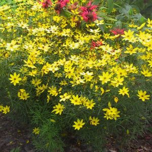 Coreopsis verticillata 'Grandiflora'