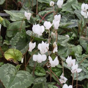 Cyclamen hederifolium 'Perlenteppich'