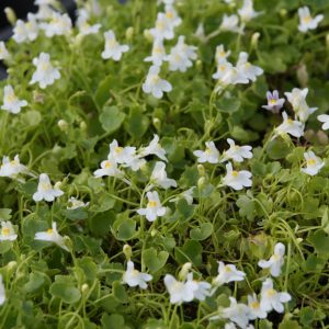 Cymbalaria pallida 'Albiflora'