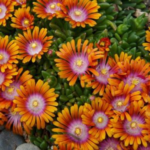 Delosperma x cult. 'Fire Spinner'  (S)
