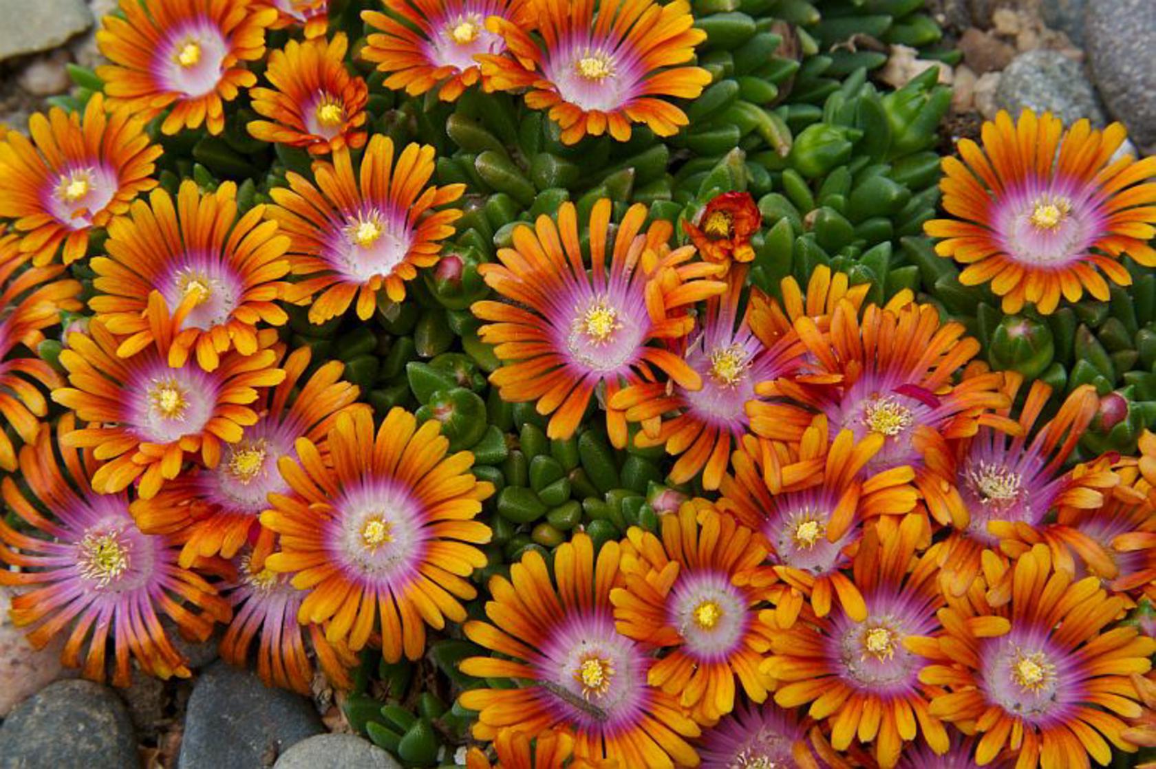 Delosperma x cult. 'Fire Spinner' (S)