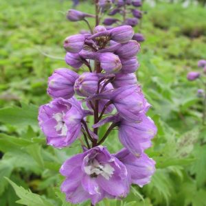 Delphinium Pacific-Hybriden 'Astolat'