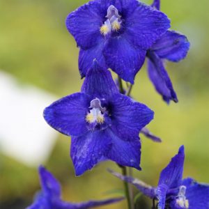 Delphinium x belladonna 'Atlantis'