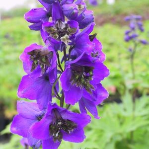 Delphinium Pacific-Hybriden 'Black Knight'