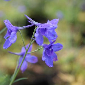 Delphinium grandiflorum 'Blauer Zwerg'