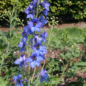 Delphinium x elatum 'Blaustrahl'