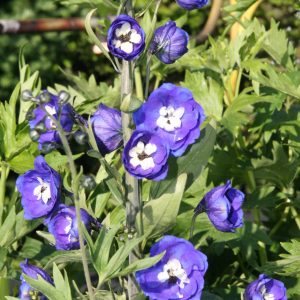 Delphinium Pacific-Hybriden 'Blue Bird'