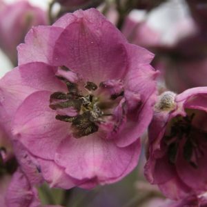 Delphinium New Millenium 'Dusky Maidens'