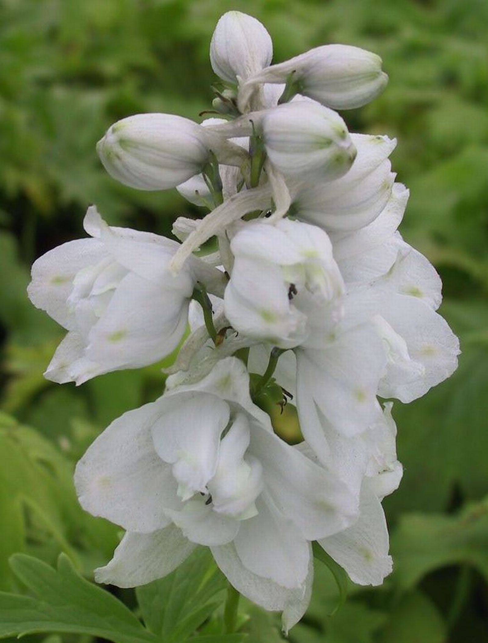Delphinium Pacific-Hybriden 'Galahad'