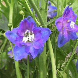 Delphinium x elatum 'Jubelruf'