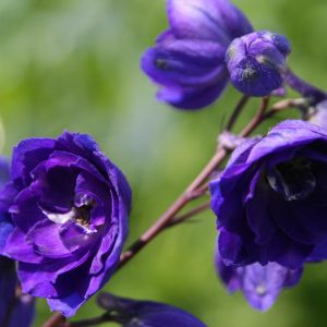 Delphinium New Millenium 'Pagan Purples'