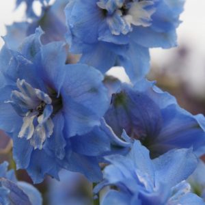 Delphinium New Millenium 'Sunny Skies'