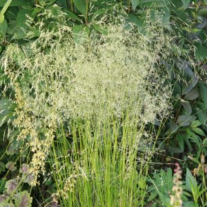 Deschampsia cespitosa