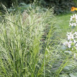 Deschampsia cespitosa 'Palava'