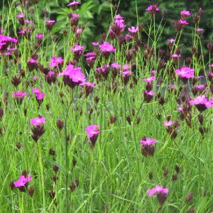 Dianthus carthusianorum