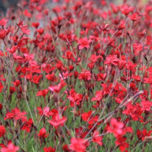 Dianthus deltoides 'Leuchtfunk'