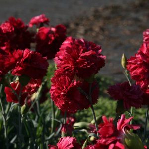 Dianthus plum. 'Heidi