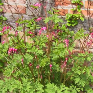 Dicentra spectabilis