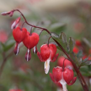 Dicentra spectabilis 'Valentine' (S)