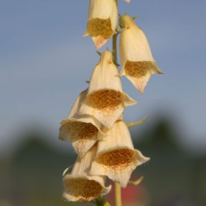 Digitalis grandiflora  (ambigua)