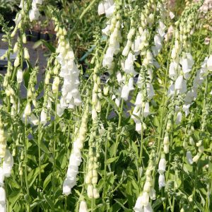 Digitalis purpurea 'Alba'