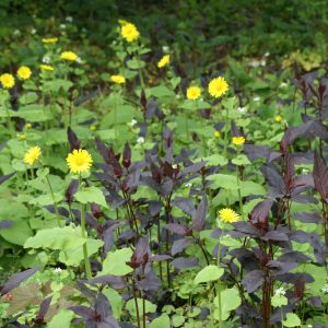 Doronicum pardalianches 'Goldstrauß'