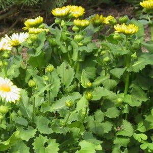 Doronicum orientale 'Little Leo'